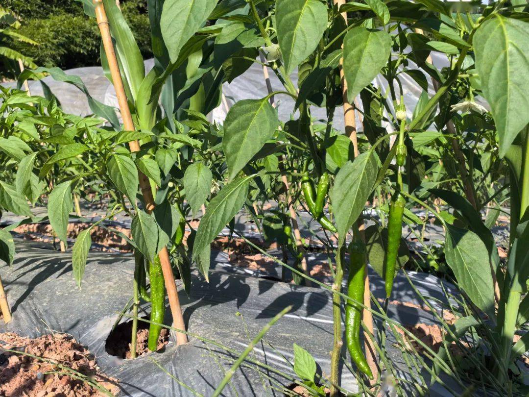 【特色产业】正兴镇:冬早蔬菜 "菜篮子"变"钱袋子"_种植_姜柄瓜_勐烈