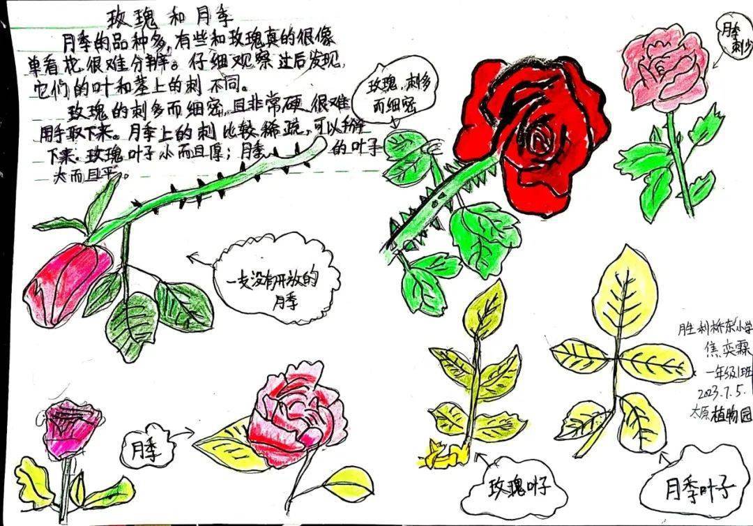玫瑰花自然笔记漂亮图片