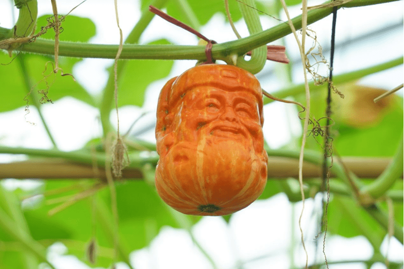 109种南瓜等你来"吃"!东莞蔬菜良种引进展示会开幕_品种_农业_种植