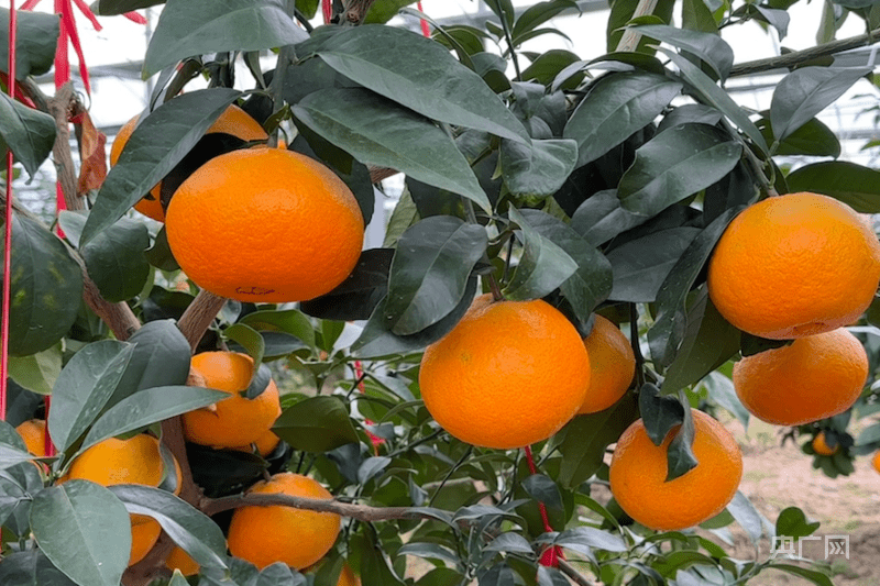 "红美人"丰收(央广网记者 刘欣莹 摄)"今年因为受