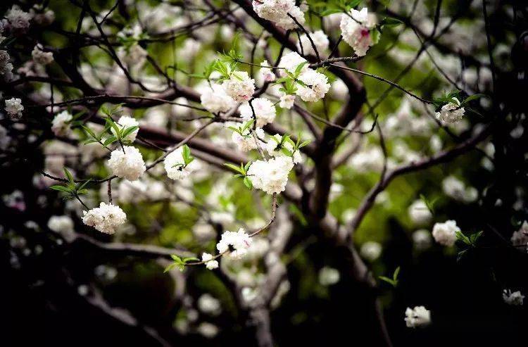 【jasmine flower 茉莉花】kenny g肯尼.基经典名曲_萨克斯_音乐_唯美