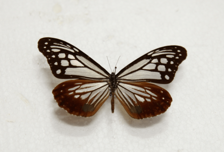 稻眉眼蝶mycalesis gotama03 过尽千帆——近代影像里的大运河在摄影