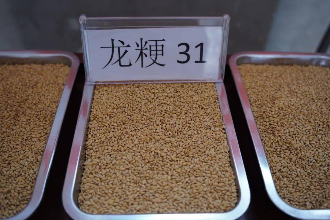 龙粳31稻种介绍图片