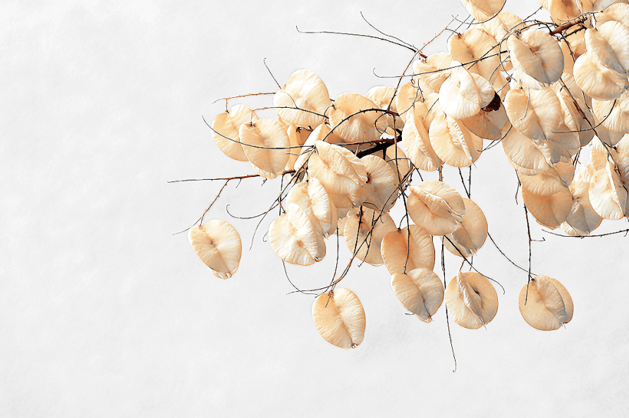 白天短了 夜晚长了 树叶黄了_温科_传媒_季节