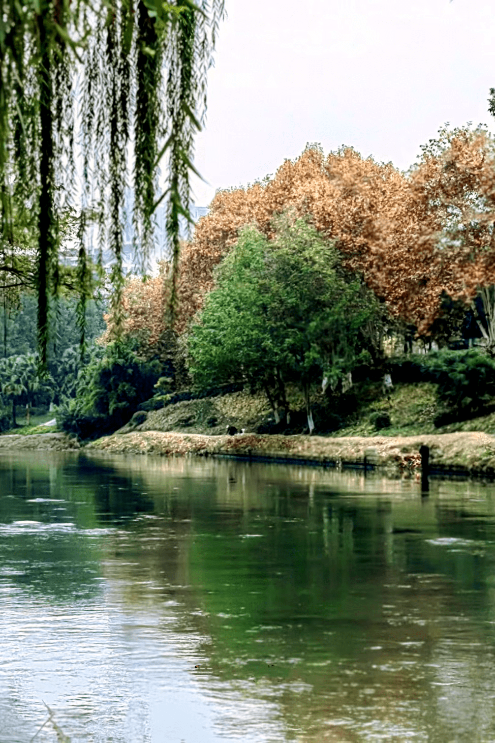 【散文】骑行沙河‖柳红樱_成都市_公园_蓬州