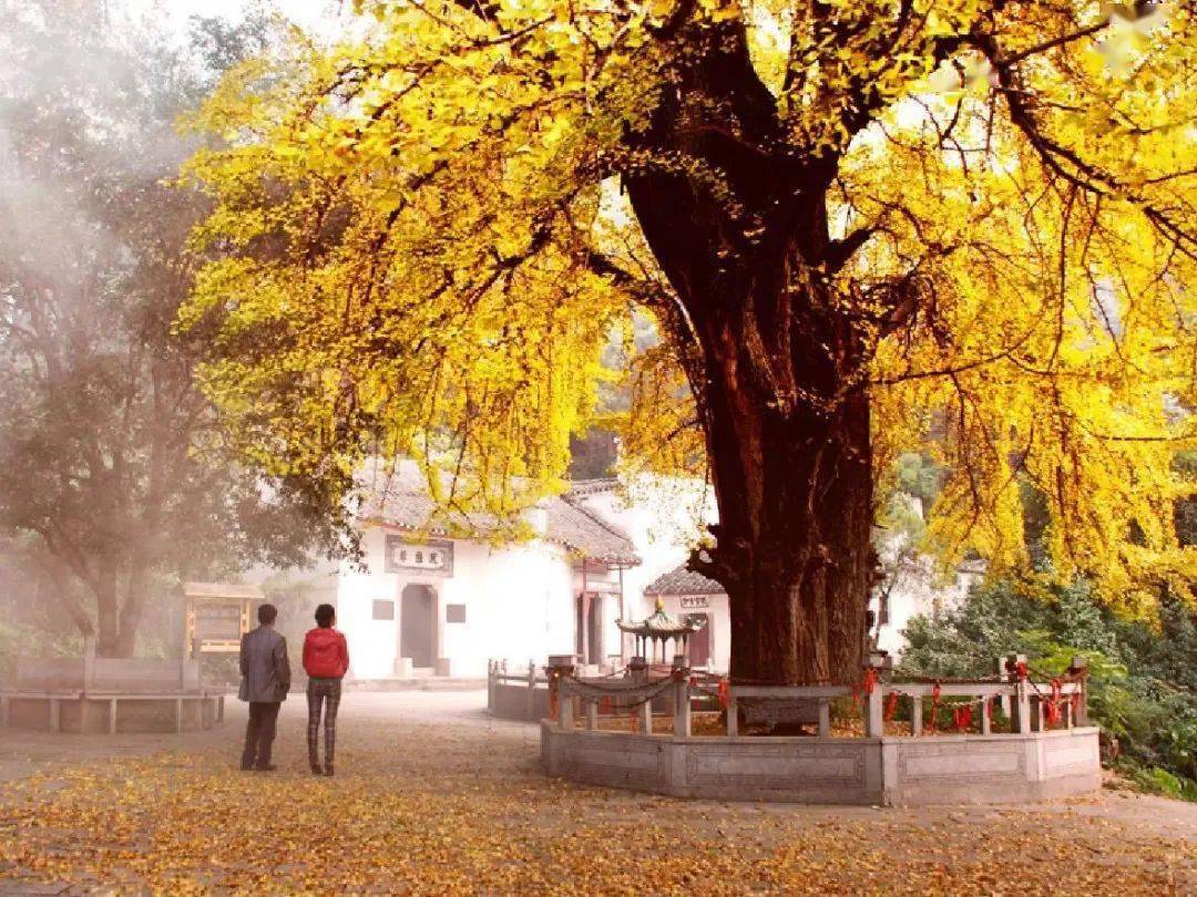 银杏_景区_恩施