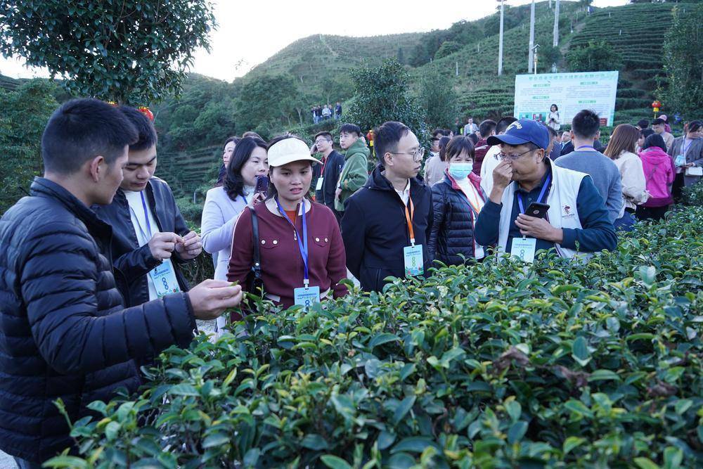 龙王绿茶旅基地位于紫金县龙窝镇彭坊村,先后荣获中国优质农产品示范