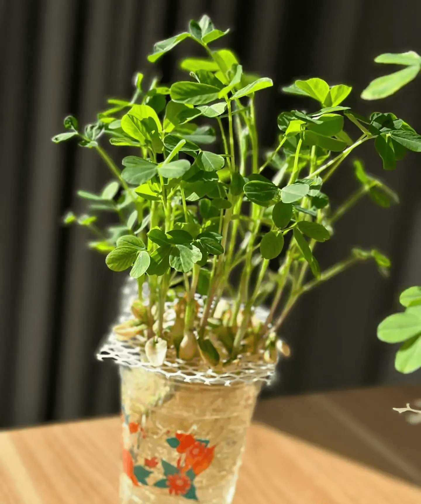 水培_生活_花生米_生命