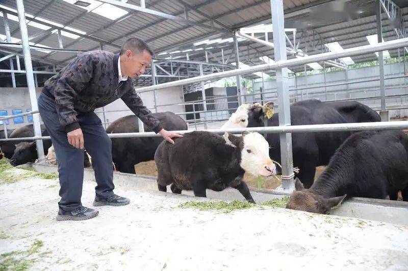 肖志军开创独龙牛圈养保种模式,拓展独龙牛养殖受益面.李学玺摄.