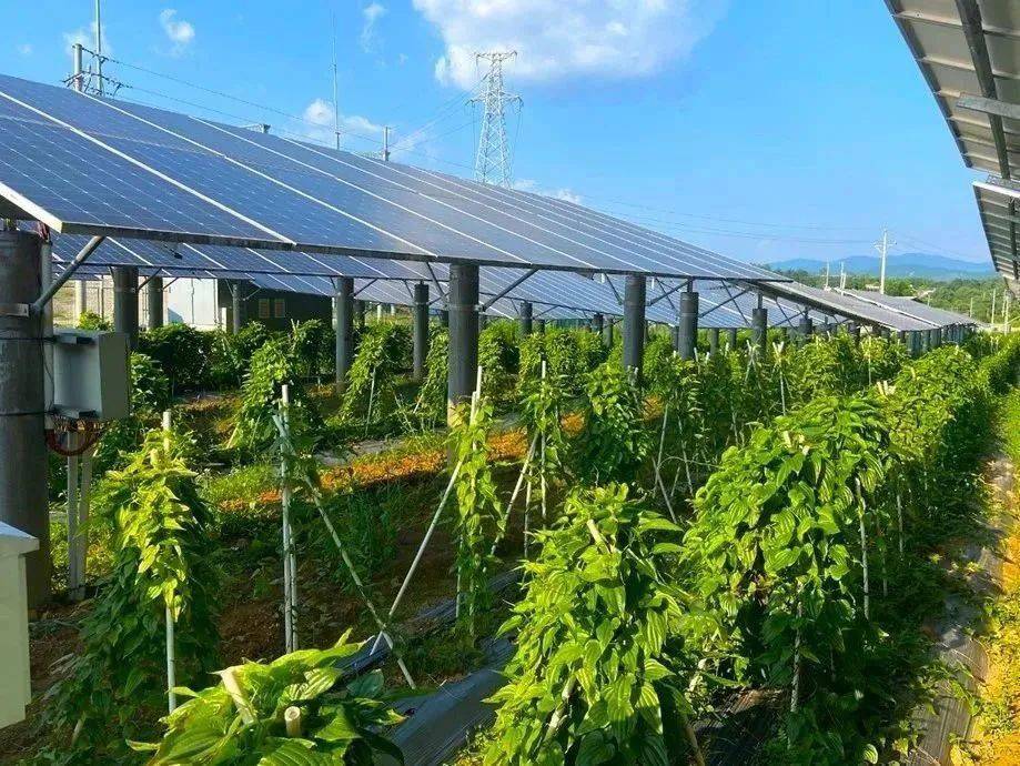 "光伏 农业&渔业"——乡村振兴的广东样本标杆_发展_种植_光伏电站