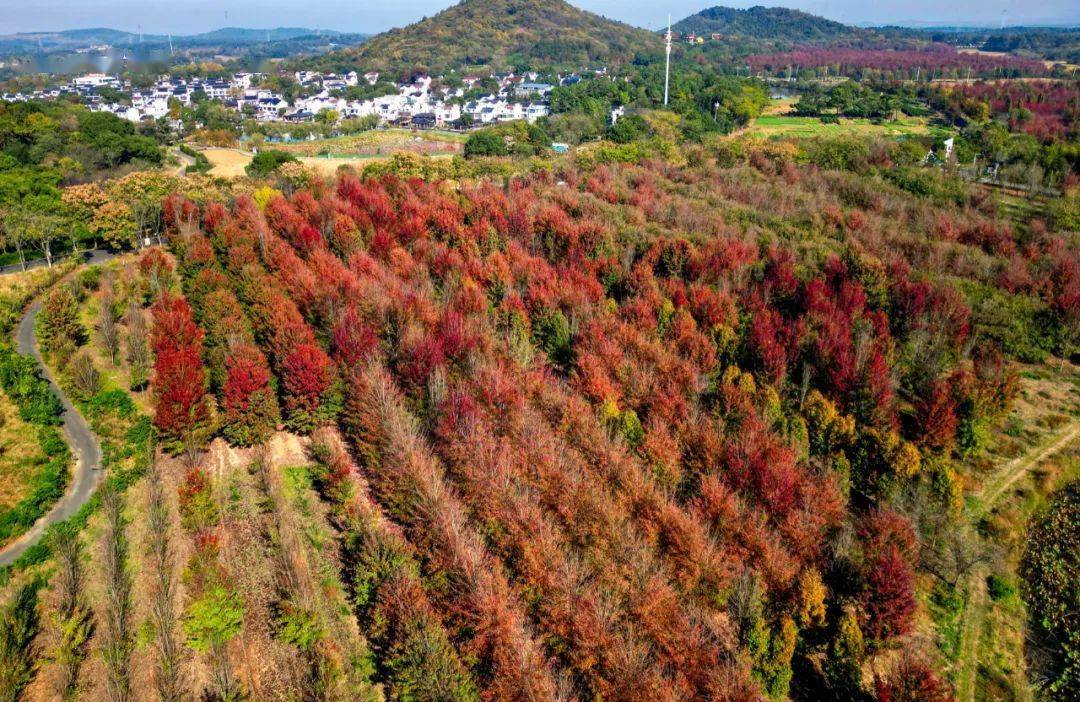 南京的"宝藏"季节,藏不住了!_紫金山_栖霞山_公园