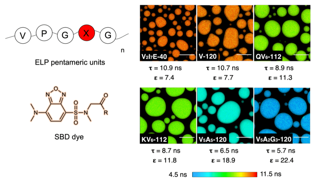 西湖大學首次揭示無膜細胞器分層奧秘_極性_分子_熒光