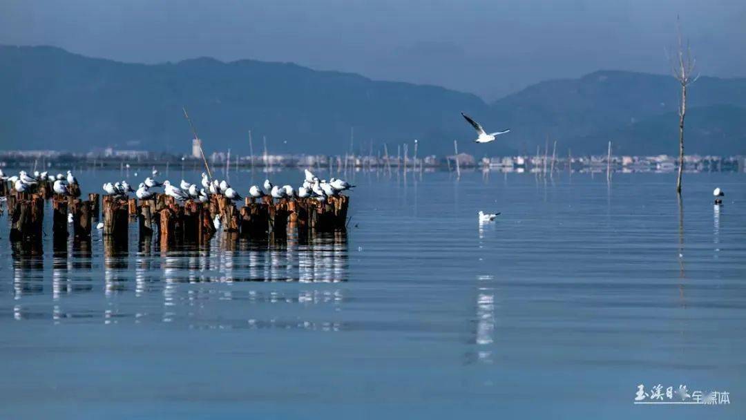 杞麓湖从严从长精准施治 推动环境守法成为新常态_监管_整改_湖泊