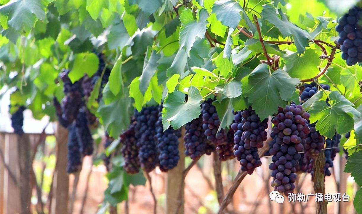 弥勒"东风新城"来了!大有可为_葡萄_建设_发展