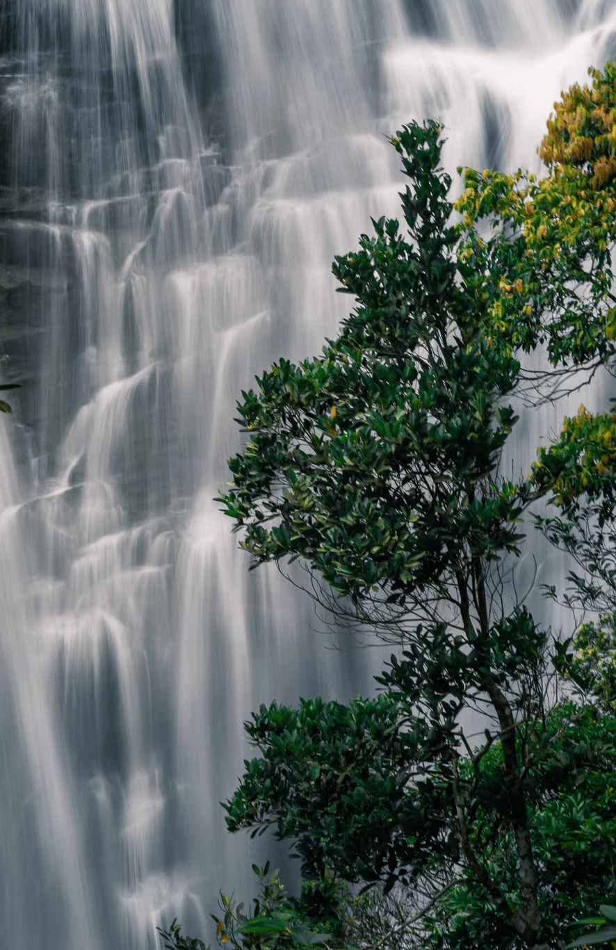 "雨林生态"两日游,乐享大型实景演出,出发→_猕猴_陵水_分界洲岛