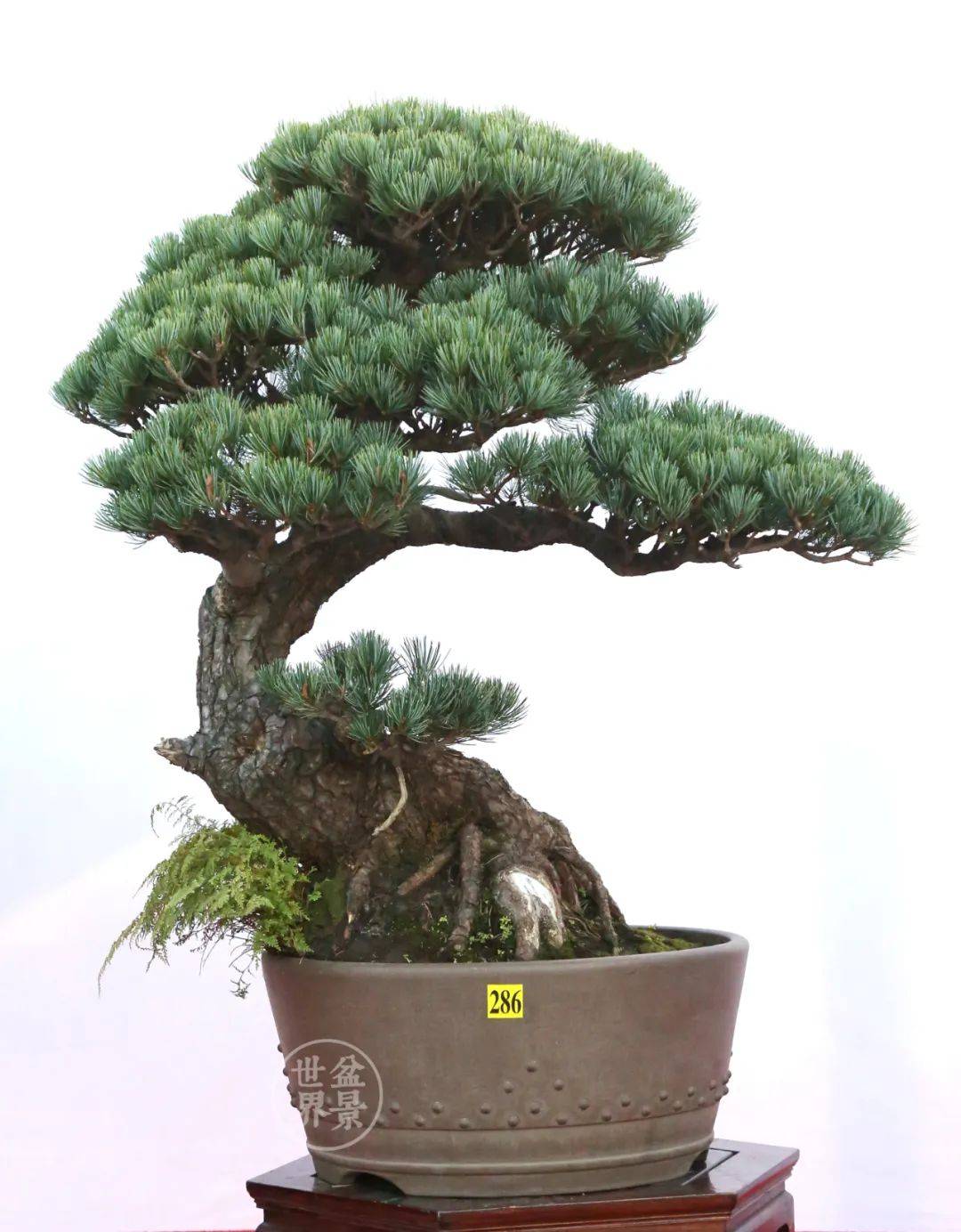 带你走进即将开幕的温州盆景展现场,观摩全部金银奖获奖作品_cm_真柏