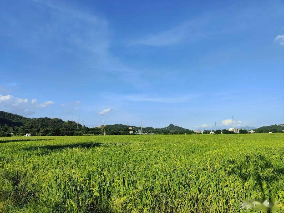 惠阳区第三中学图片