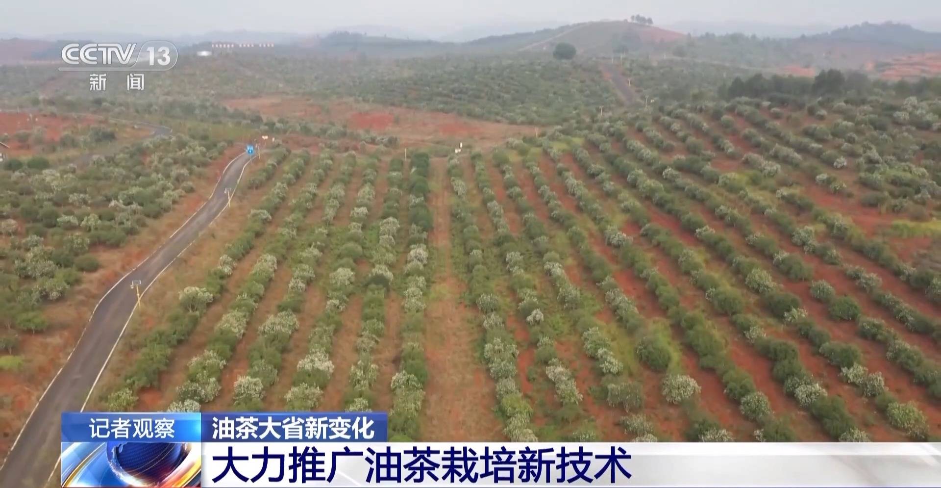 新技术 新场地 延长产业链……油茶大省有了这些新变化_湖南省_种植