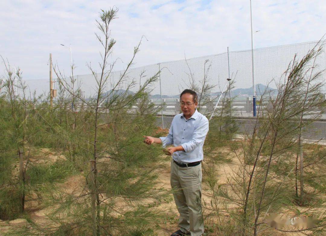 陈启贤在乌礁湾风口观看木麻黄树苗生长情况严于律