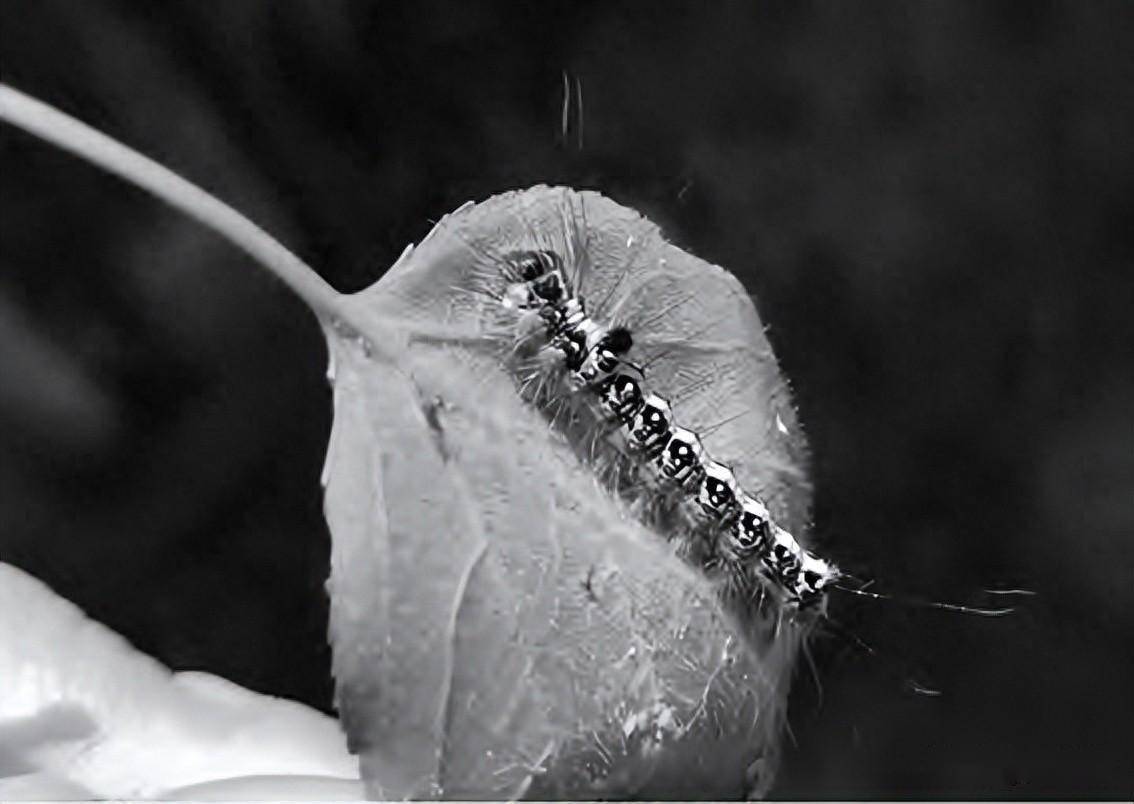 桃剑纹夜蛾的发生及防治_幼虫_黑色_药剂