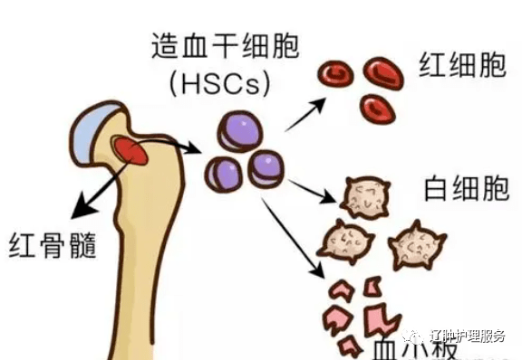 化療後白細胞,血紅蛋白,血小板降低,患者該怎麼吃回來?