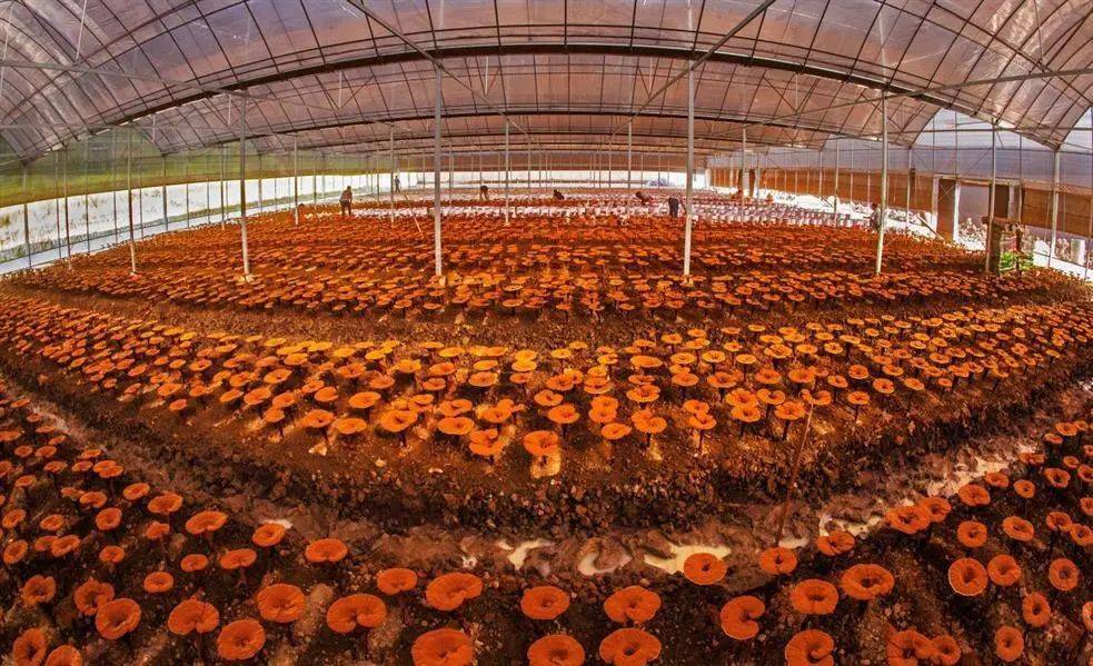 林志彬认为,龙泉从上世纪90年代初就开始大力发展灵芝种植,取得了许多