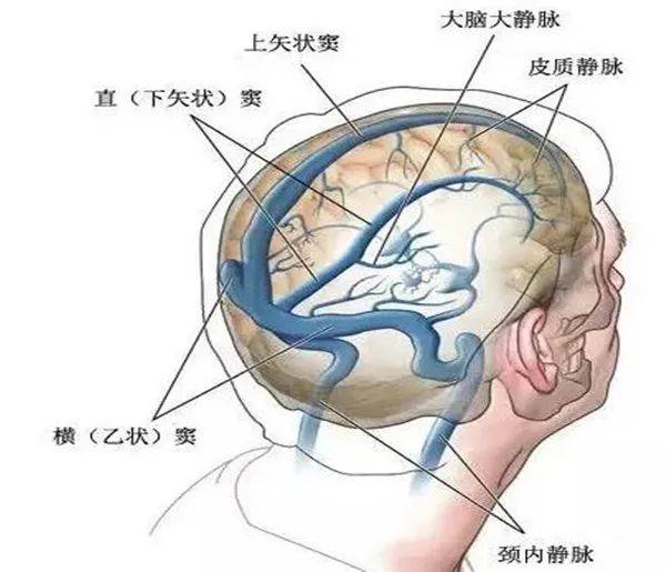 额窦的位置图片图片