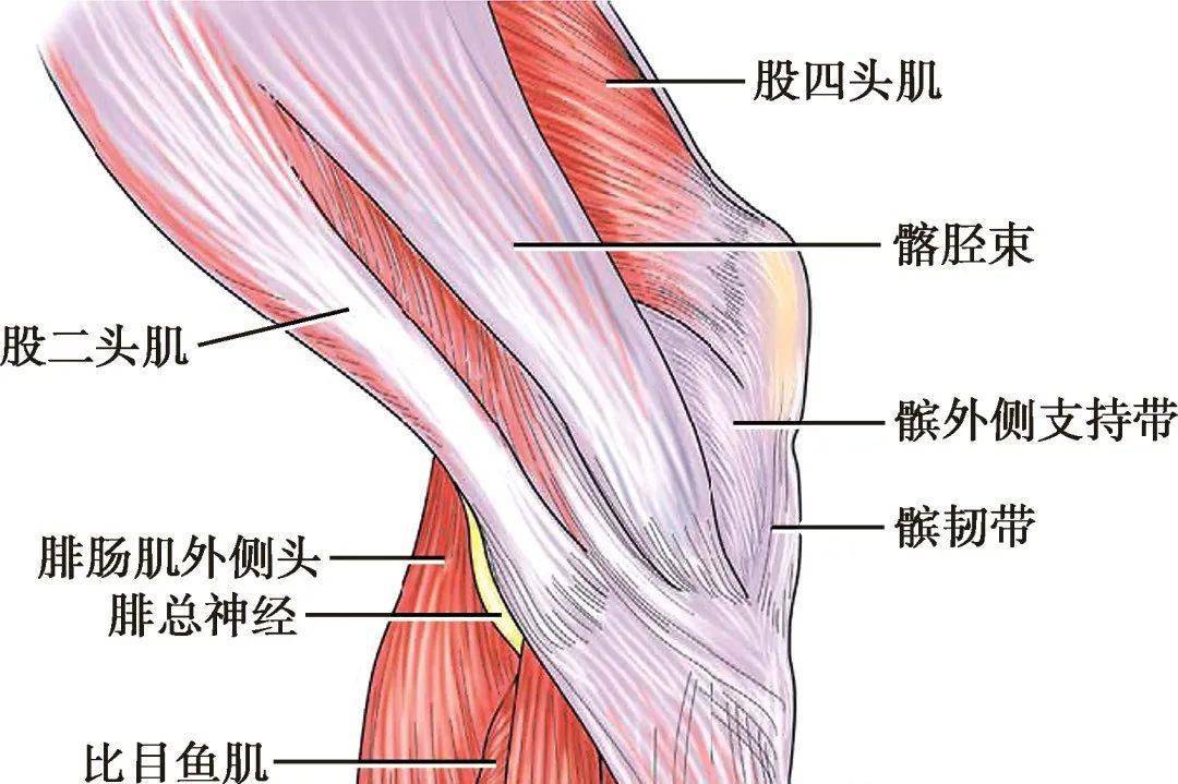 膝关节屈伸肌肉图片
