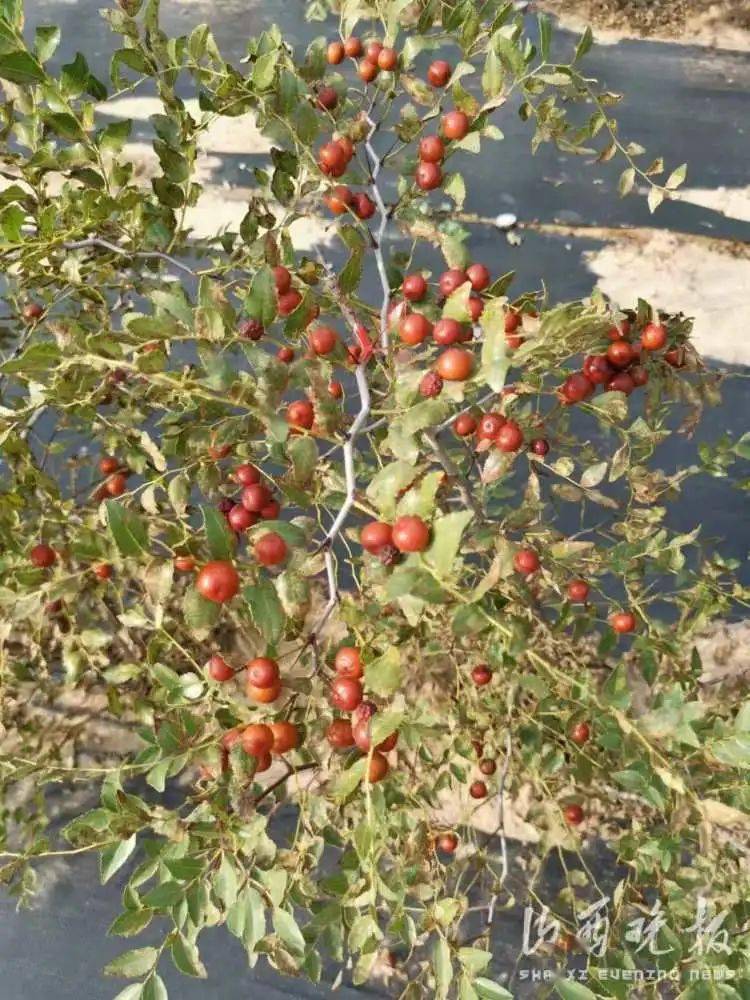 晋中市灵石县"小"酸枣撬动村民致富"大"产业_种植_发展_标准化