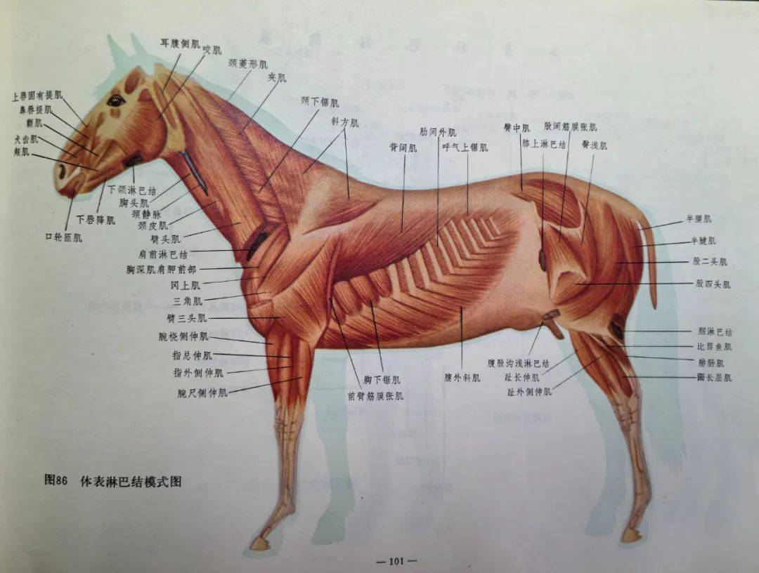 最简单全面的《马体结构图谱》