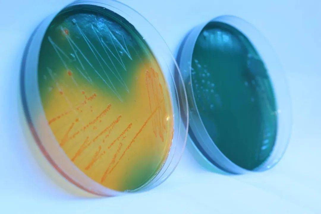 除了副溶血弧菌以外,针对哈维氏弧菌,溶藻弧菌,我们都陆续推出了相应