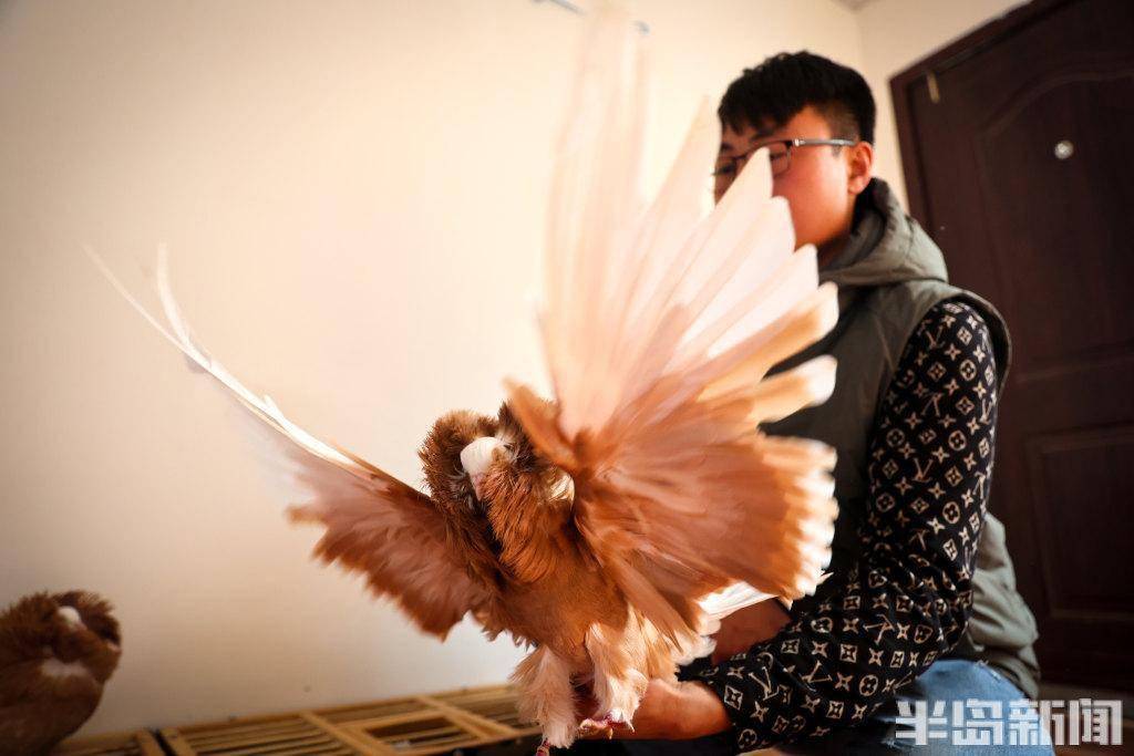 这些鸽子你见过吗?