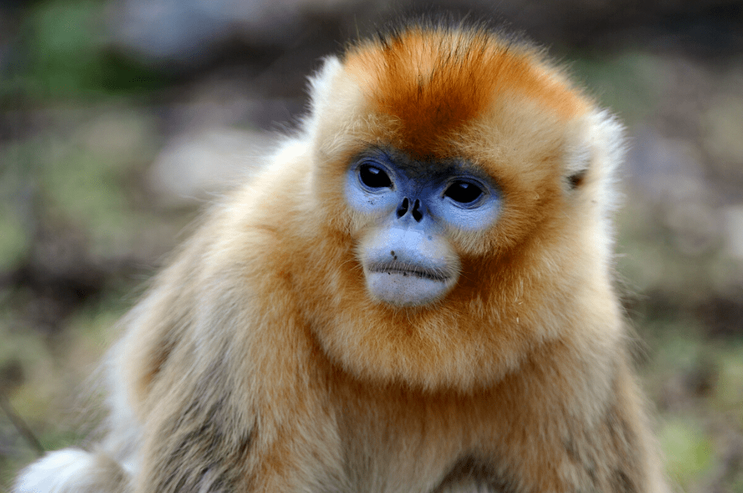 梵净山标志——黔金丝猴,它是比大熊猫更稀有的中国宝贝,被誉为