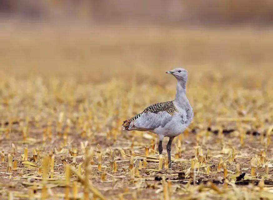 【美丽鞍山】世界最大飞行鸟类首现台安_台安县_大鸨_鸵鸟