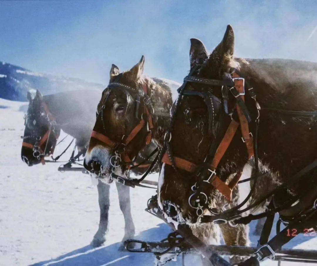 秘境冬疆-新东方快车8日之旅_天山天池_白天鹅_新疆