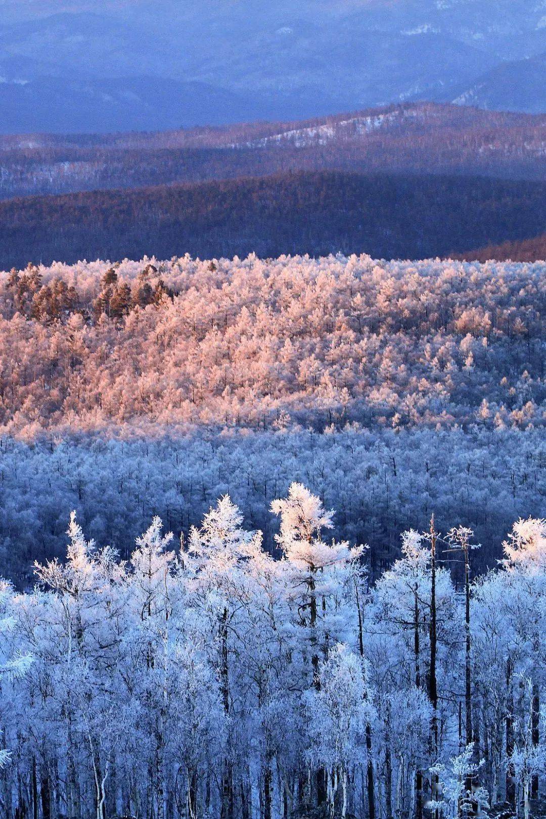 "红松故乡"小兴安岭无论是"绿色林海"大兴安岭有中国最壮阔的森林群