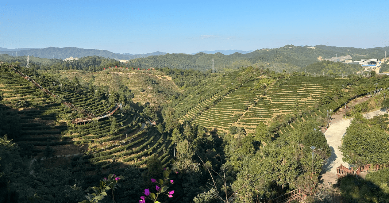 采风的最后一站,则是位于河源市紫金县的中国蝉茶博物馆.