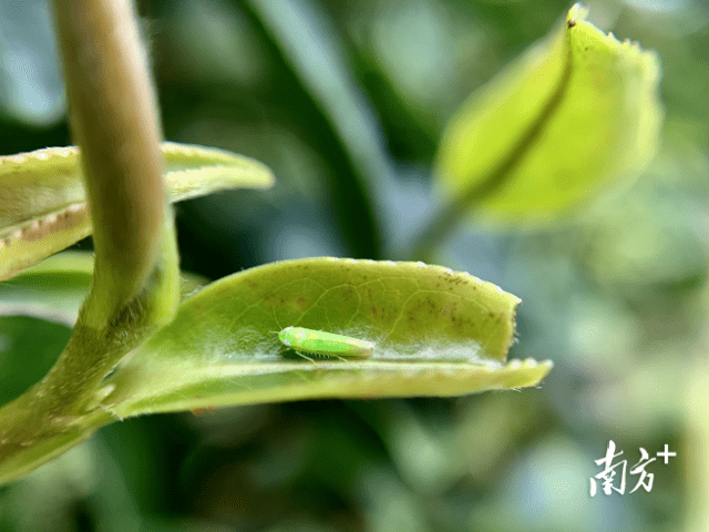 听,这是小绿叶蝉的故事!_紫金_茶人_地方