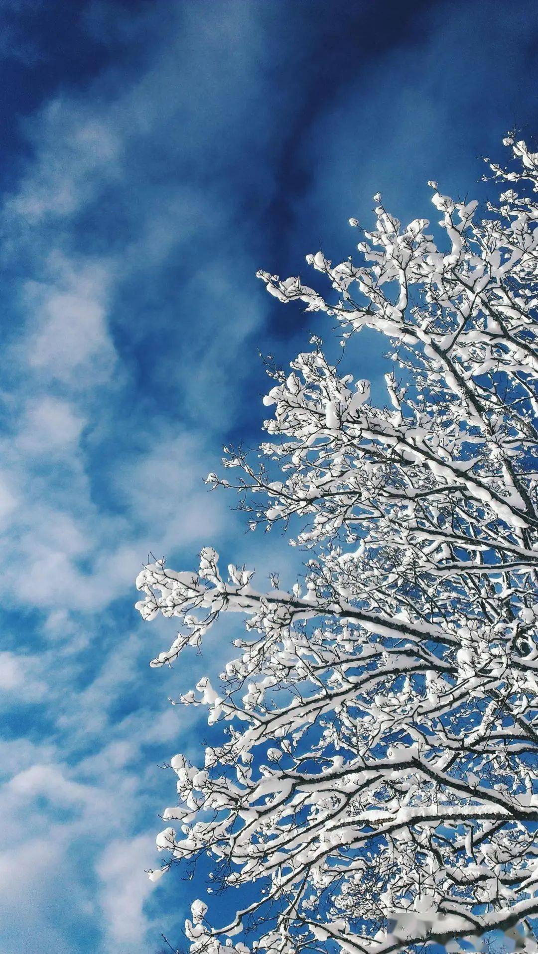 明日小雪丨小得圆满雪落成诗