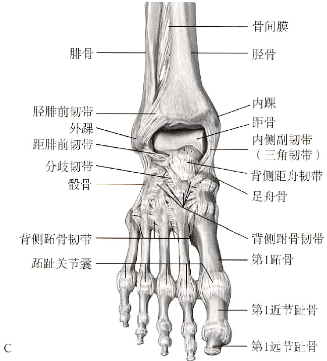 足踝关节解剖丨骨骼,关节,软组织_韧带_白箭_显示