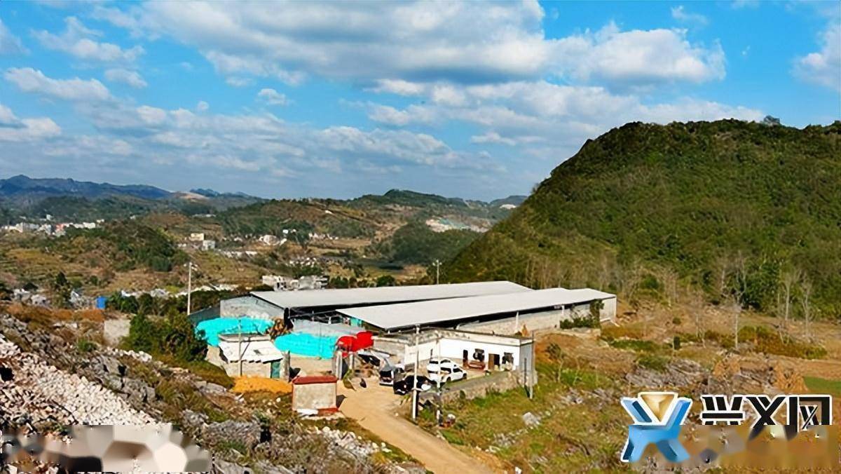 捧乍镇:肉牛产业"畜"势勃发 乡村振兴"牛"劲十足_发展_兴义市_养殖