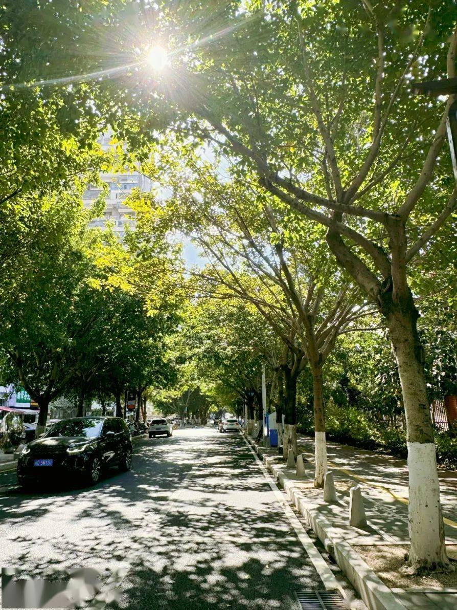 走,一起漫步银城林荫小道~_城市_凤祥_西路