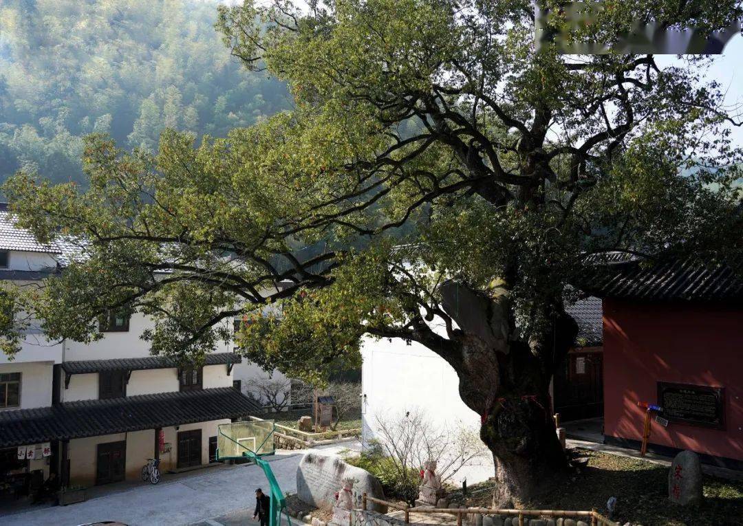 楼塔这个村太赞啦!