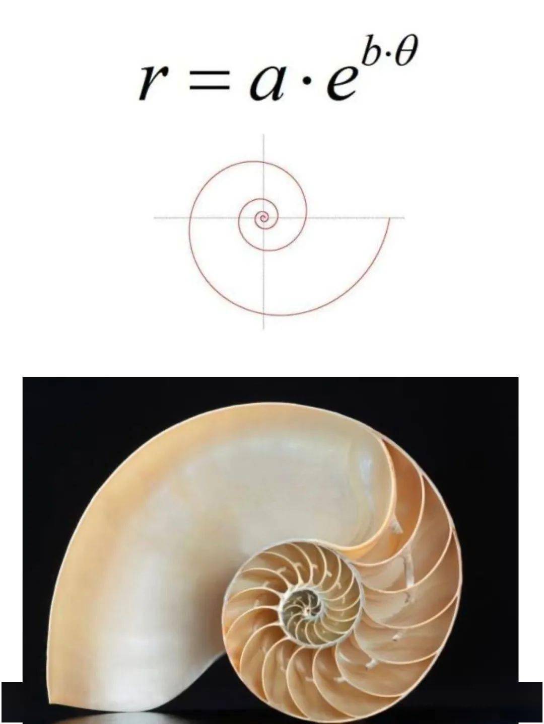 所有螺旋线结构的数学描述里,都包含着数字e.