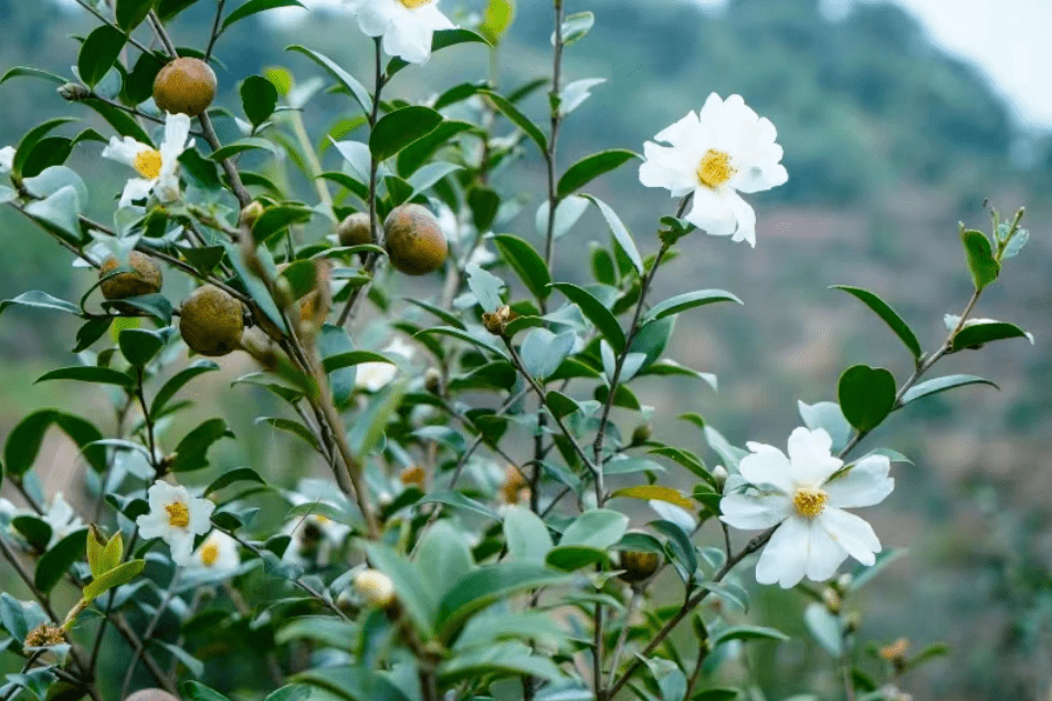 11月22日