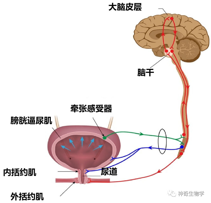 一文读懂“排尿反射及憋尿”具体详细过程_尿道_括约肌_膀胱