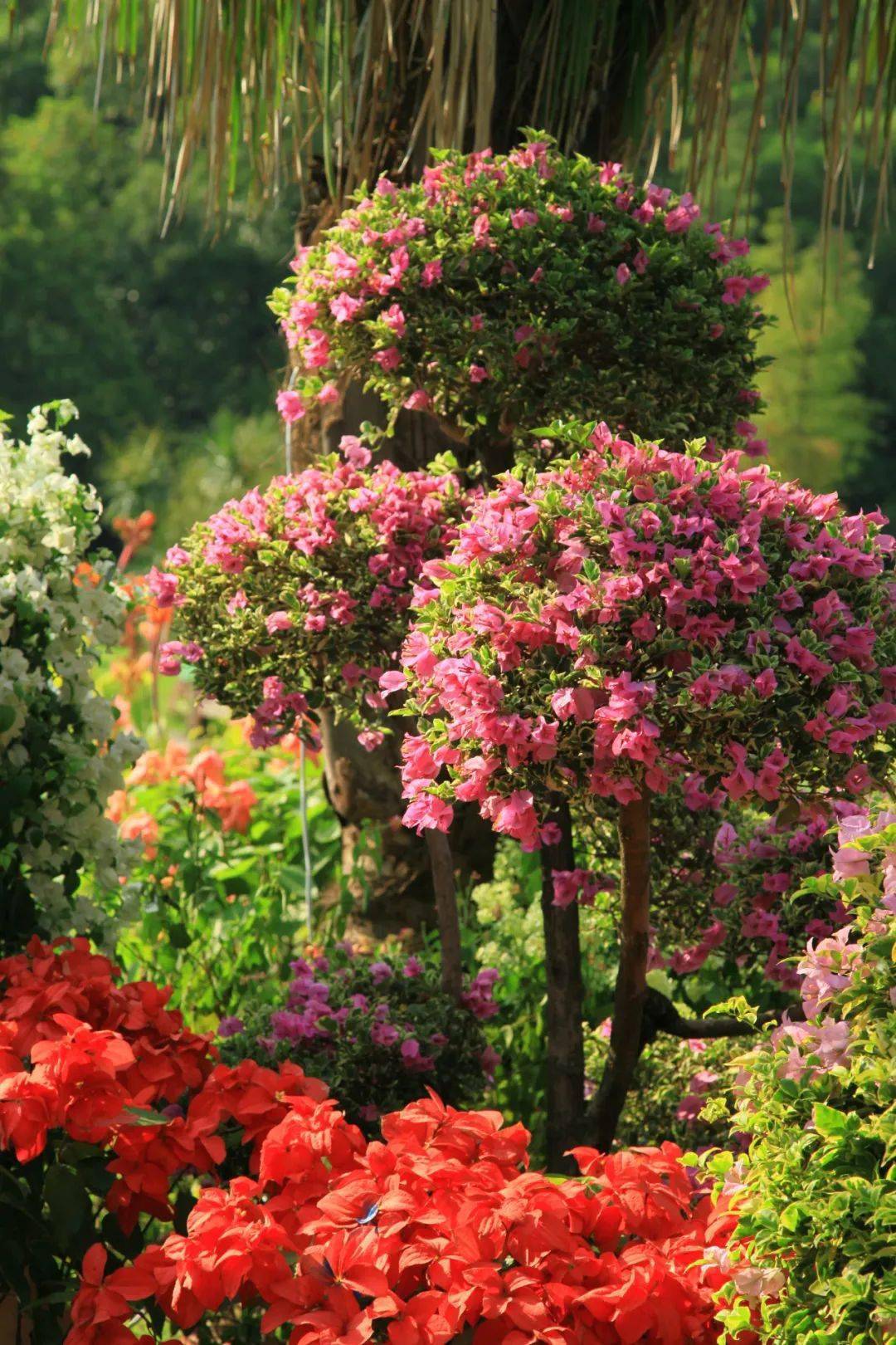 本届菊会将推出历届最大的全新多彩双层组合大立菊
