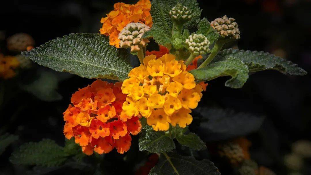 防范外来物种入侵丨最美的入侵植物马缨丹_果实_我国_有毒