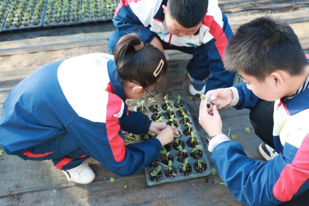 助力成长——昌乐二中初一年级开展西瓜嫁接课程_幼苗_伯伯_生命