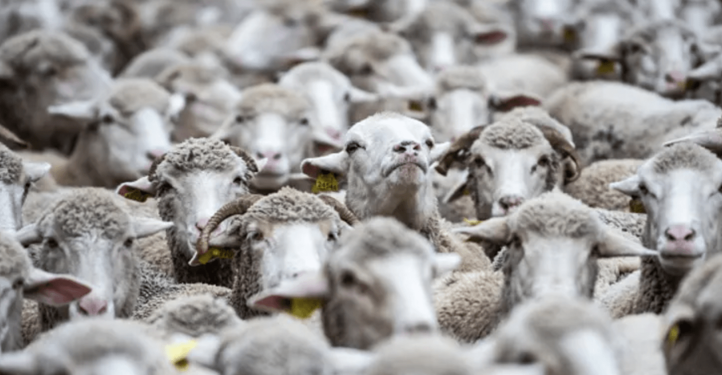 一只羊仅能卖157元！澳大利亚羊肉价格暴跌75%，牧场主宁可免费送人也不愿继续饲养